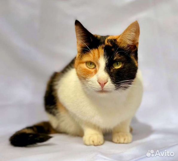 Трехцветная кошка Агата