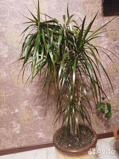 Пальма драцена