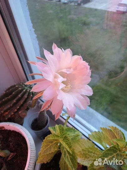 Кактус эхинопсис