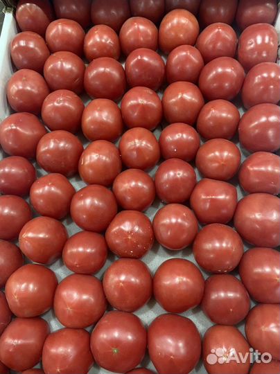 Помидор дагестан