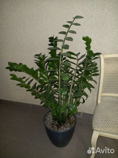 Комнатные растения цветы