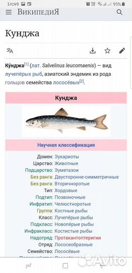 Кижуч (лосось, камчатка)