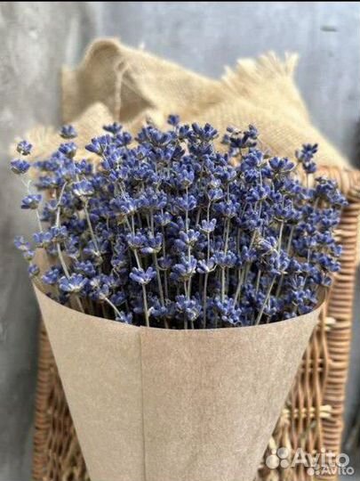 Лаванда с достакой