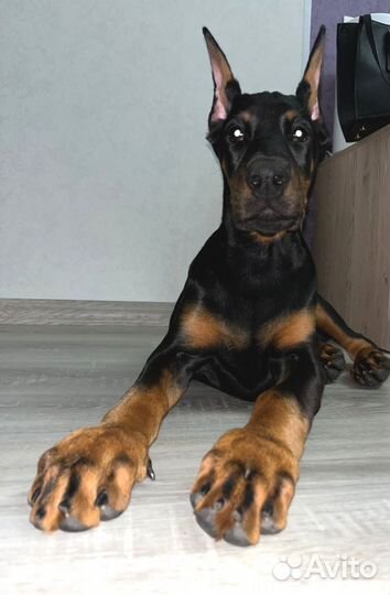 Купирование ушей добермана