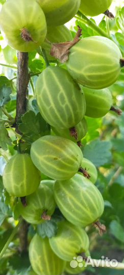 Саженцы крыжовника, смородины, малины