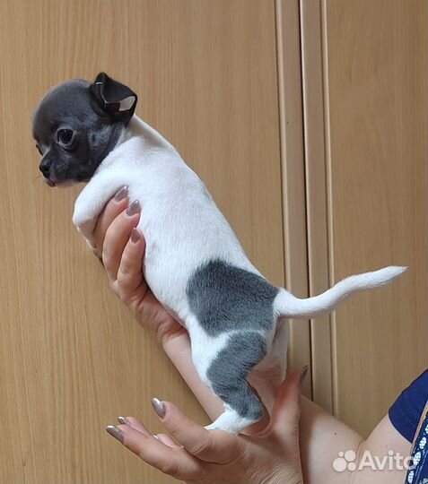 Продам щенка чихуахуа