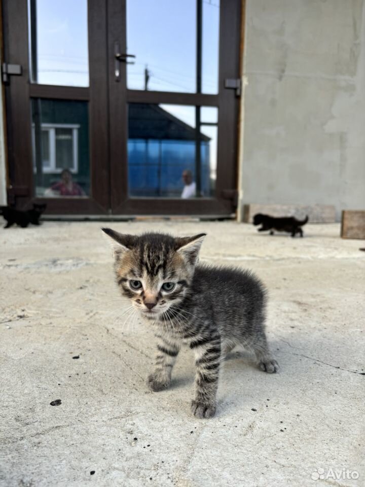 Отдам котят только в добрые ручки