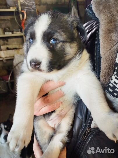 Собака в добрые руки щенок