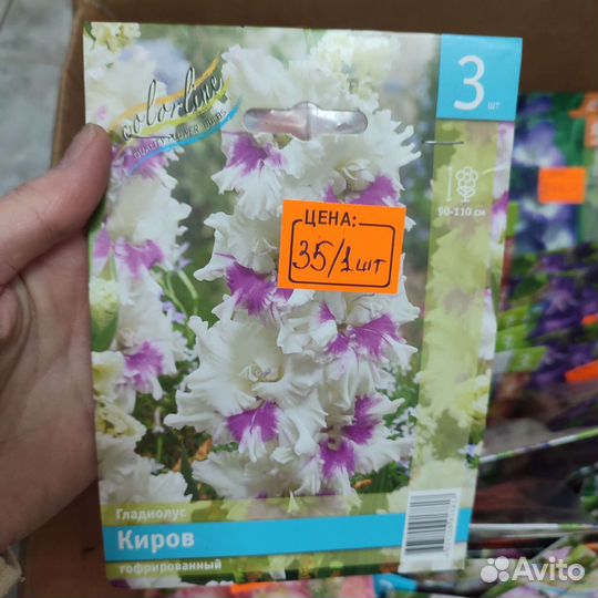 Гладиолусы луковицы