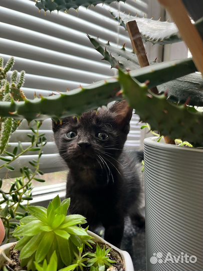 Отдам котенка - мальчик