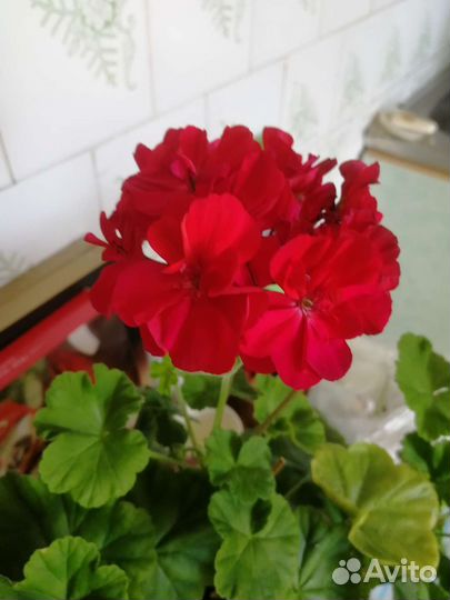 Пеларгония герань