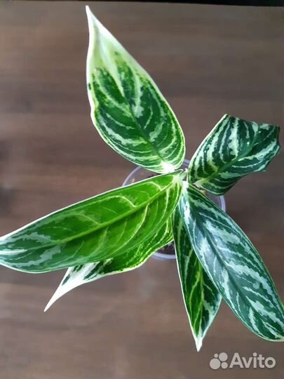Аглаонемы сортовые
