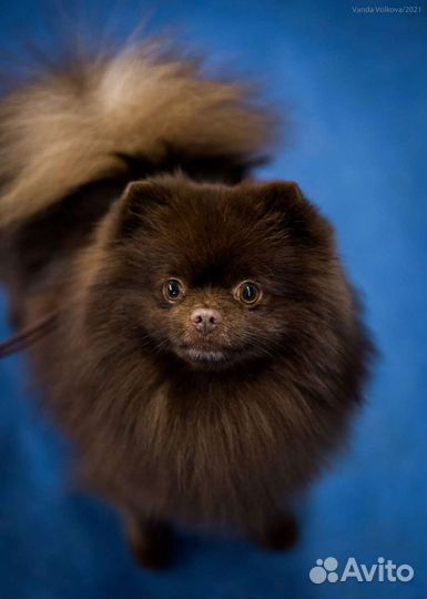 Шпиц кобель вязка