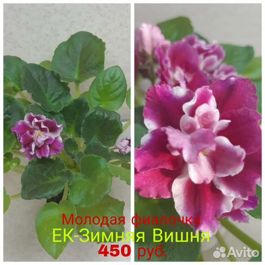 Сортовые фиалки