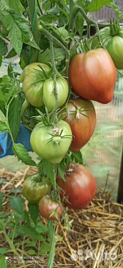 Семена коллекционных сортов томатов