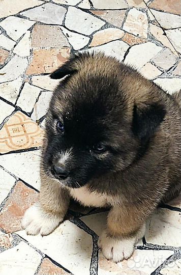 4 ласковых парня ищут себе дом