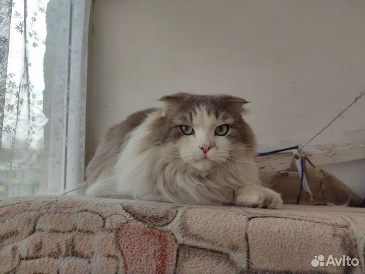 В добрые руки