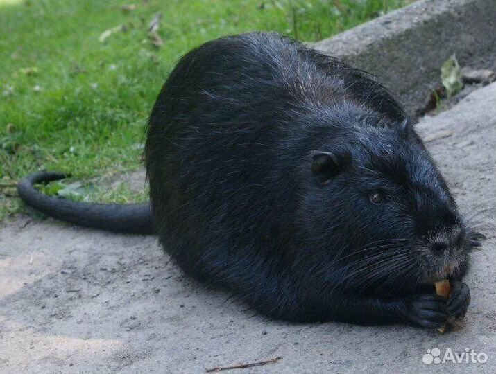 Нутрии на племя