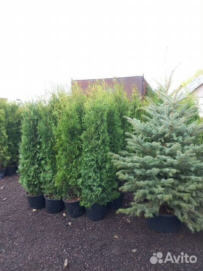 Туи, Эль, Декоративные Растение и т.д