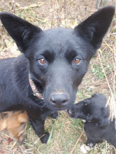 Собаки в добрые руки