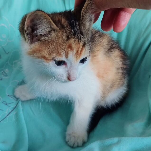 Котёнок в добрые руки
