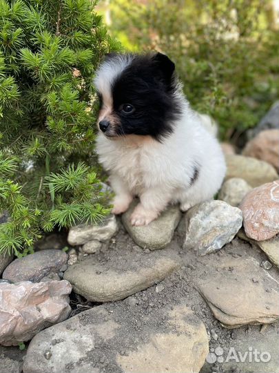 Щенки шпица