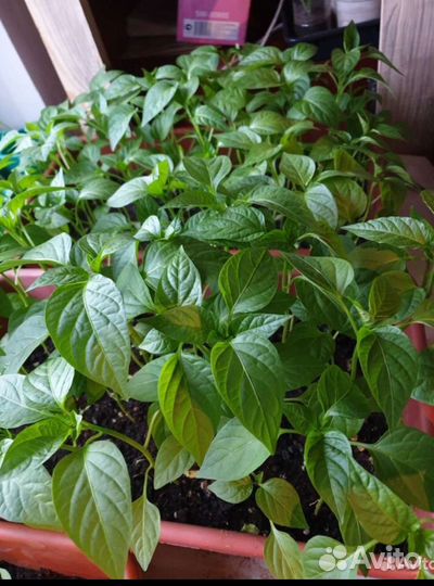 Перец болгарский рассада