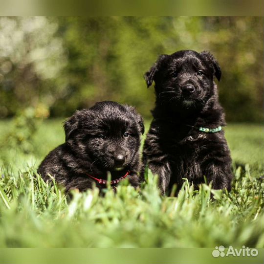 Щеночки, разных окрасов в добрые руки