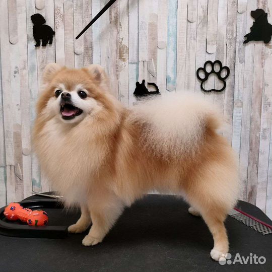 Груминг, тримминг, экспресс-линька