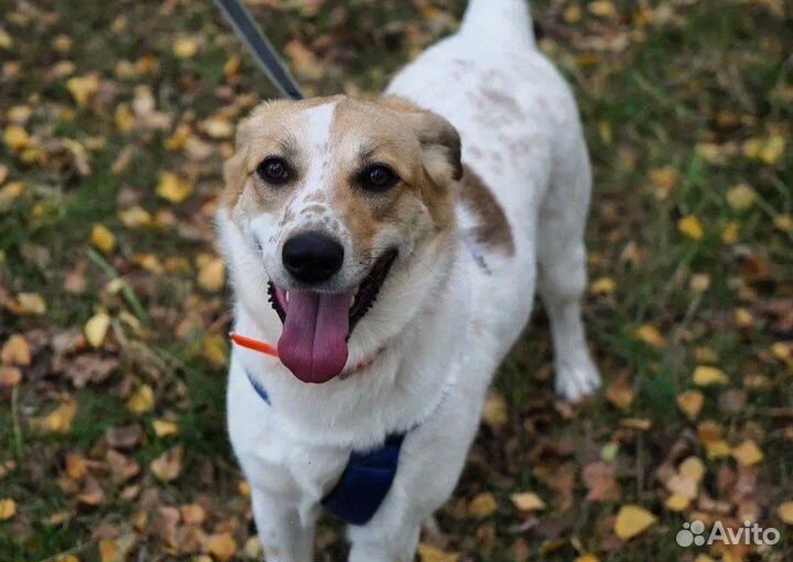 Собака Красавица из приюта