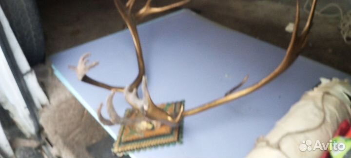 Продам рога оленя