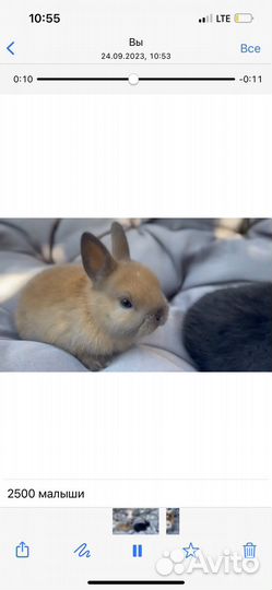 Декоративные кролики