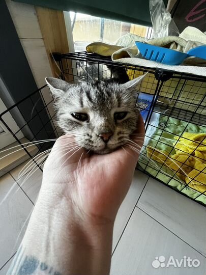 Кошка в добрые руки