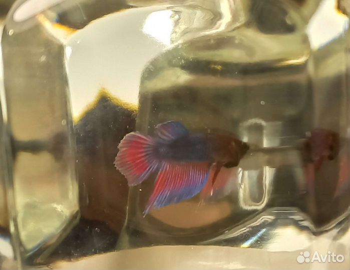 Рыбка Петушок