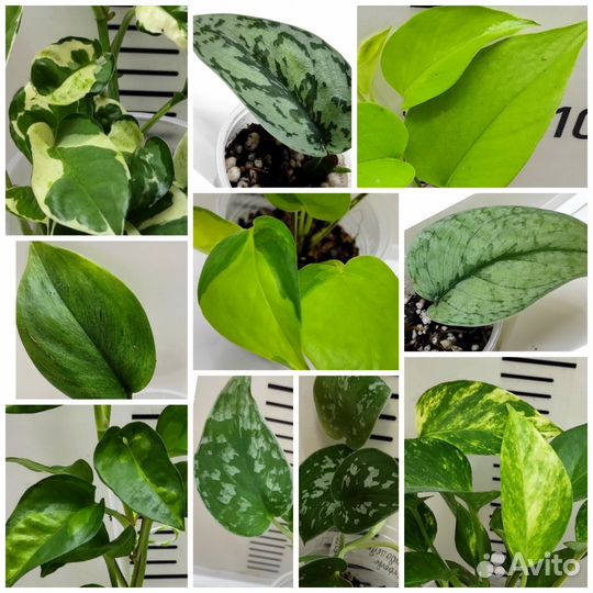 Сциндапсусы и Эпипремнумы