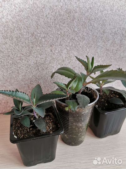 Каланхоэ лечебное