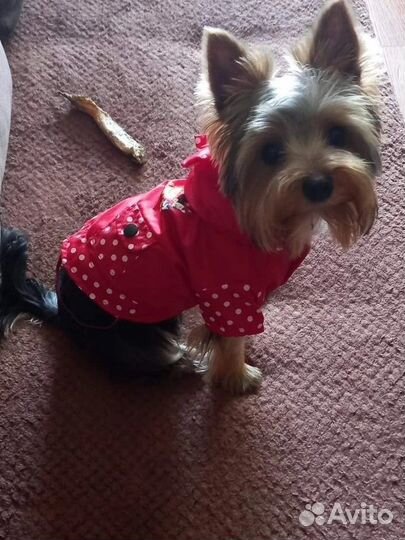 Продам плащ для собаки