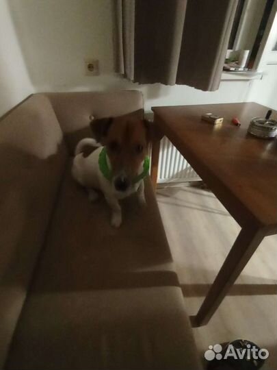 Джек рассел