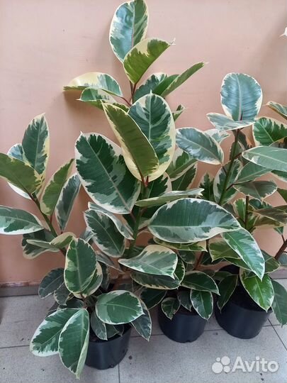 Фикус каучуконосный