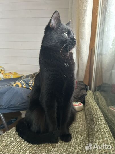 Котик черный вороненок