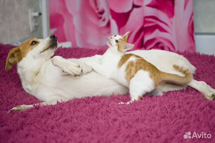 Котёнок, который дружит с собакой. В дар