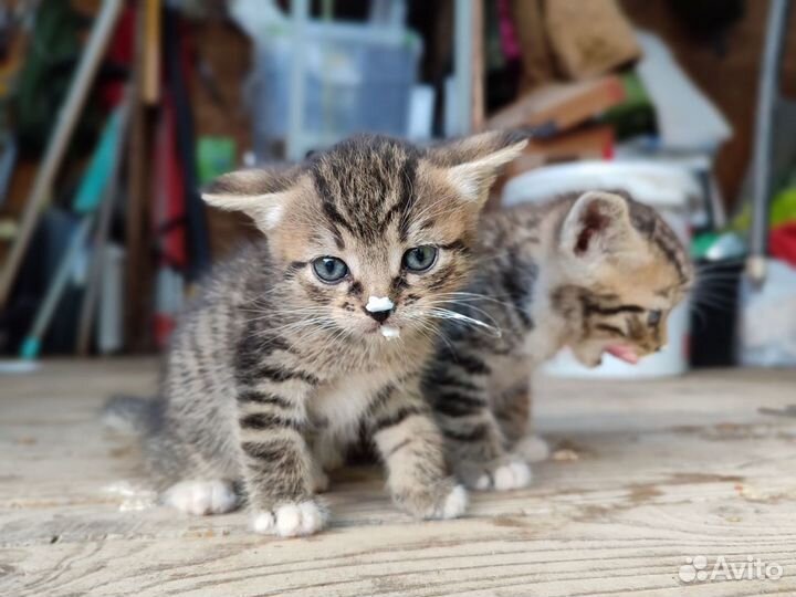 Котята от кошки-мышеловки