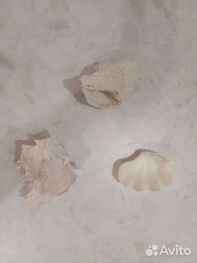 Морские ракушки раковины