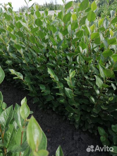 Кизильник блестящий