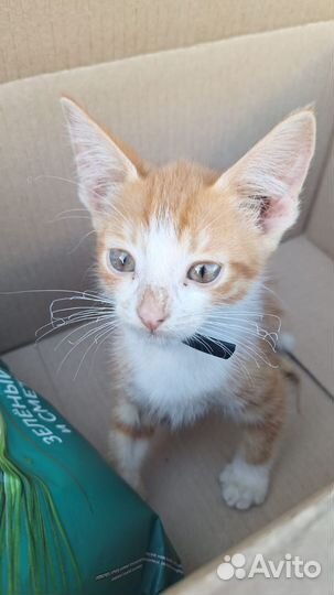 Котик мальчик бесплатно