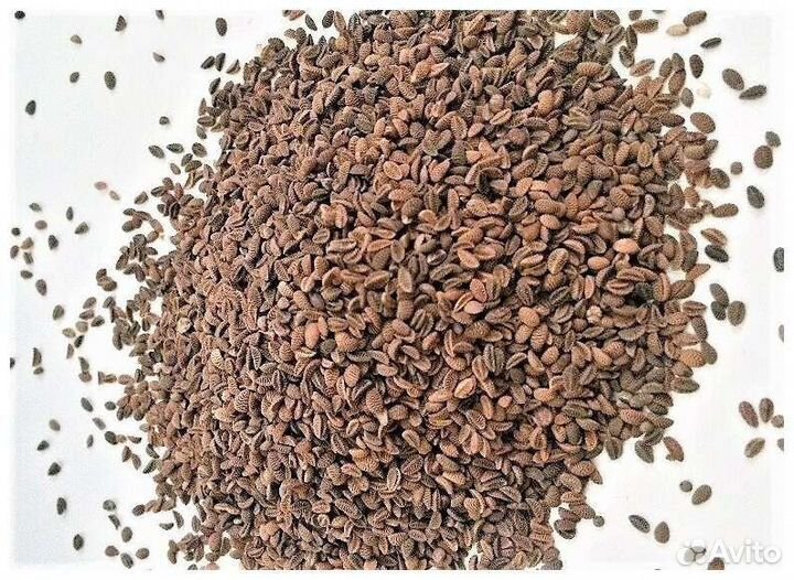 Семена фацелии