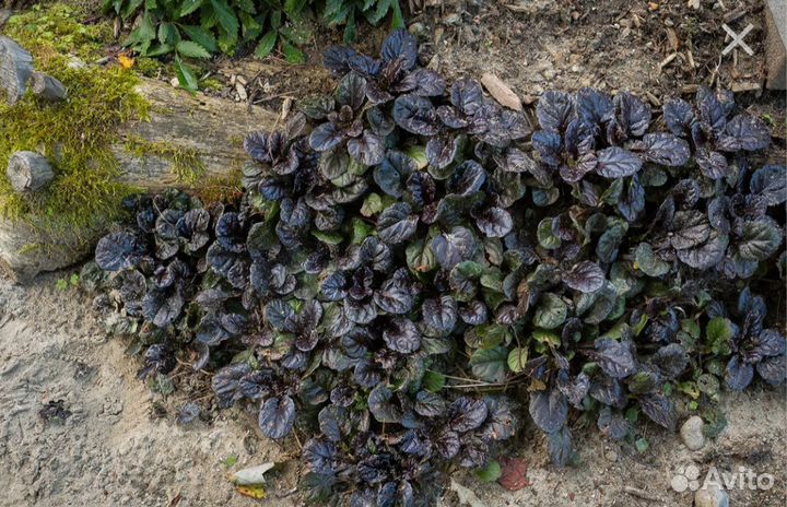 Дачные цветочки