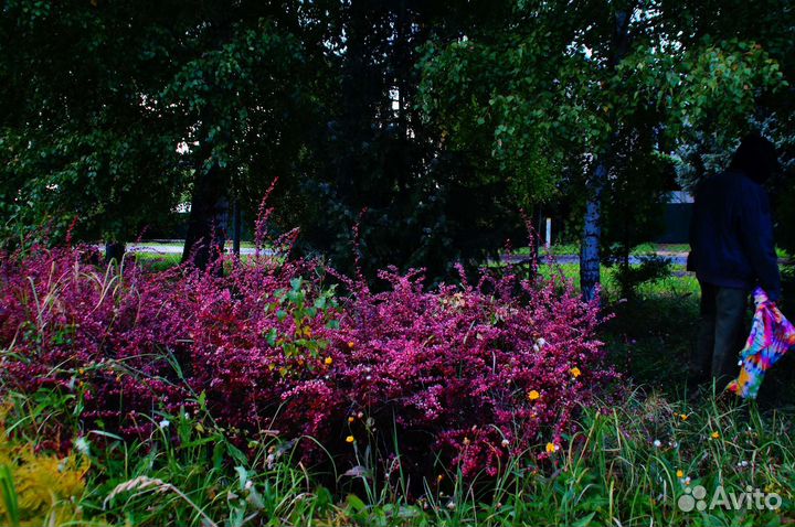 Барбарис тунберга