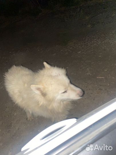 Собака самоедская лайка