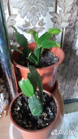 Декабрист белый